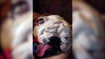 Le chien le plus moche fait sa sieste