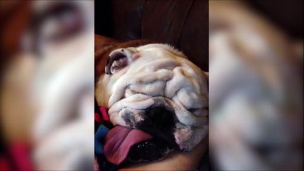 Le chien le plus moche fait sa sieste