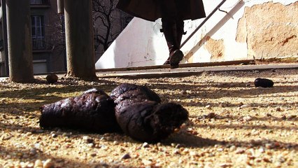 colonia CANINA colonia BARCINO   spots