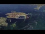 Report TV - Liqeni i Viroit dhe lumi i Drinos DSHP:Banorët nuk duhet të lahen