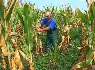 Selo moje, 25. septembar 2016. (RTV Bor)