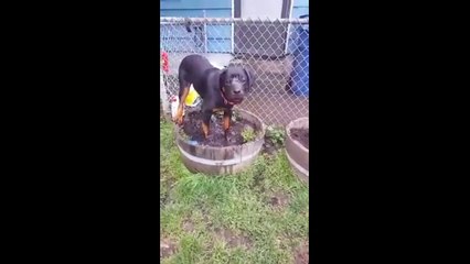 Приятно обсвинячиться. Смешные приколы собаки