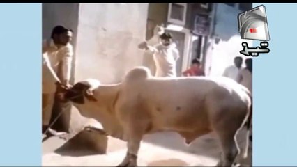 Bakra Eid Special  Funny Tezabi Totay 2016