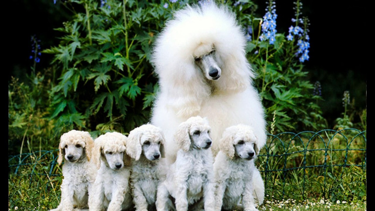 Standard Poodle