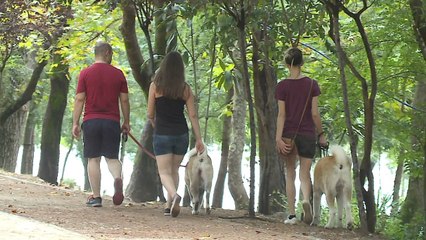 Qytetarët, të pambrojtur kur sulmohen nga qentë - Top Channel Albania - News - Lajme