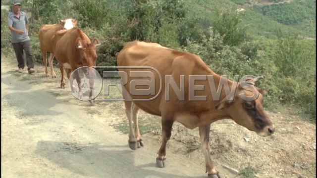 Ora News - Sëmundja tek gjedhët, PD: Qeveria nuk po ndihmon fermerët e zonave të varfëra