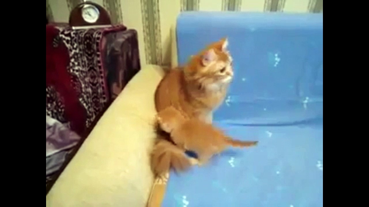 Страшный тигра. Смешные приколы кошки