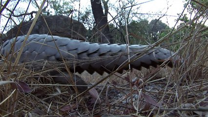 Shy pangolins need world spotlight to survive
