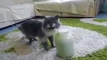 Счастье есть)). Смешные приколы кошки