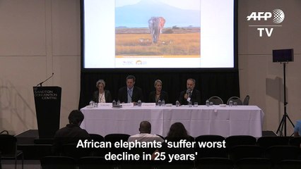 Africa's elephant population suffers worst drop in 25 years