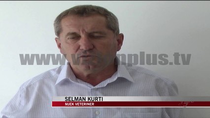 Nis vaksinimi i gjedhëve në Mat - News, Lajme - Vizion Plus