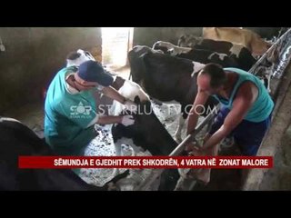 SËMUNDJA E GJEDHIT PREK SHKODRËN, 4 VATRA NË ZONAT MALORE
