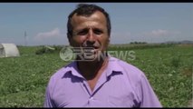 Ora News - Fermerët e Darzezës kërkojnë ndërhyrje në kanalet vaditëse: Po thahen prodhimet