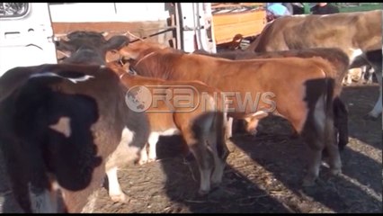 Ora News - Zhbllokohet qarkullimi i bagëtive të imëta