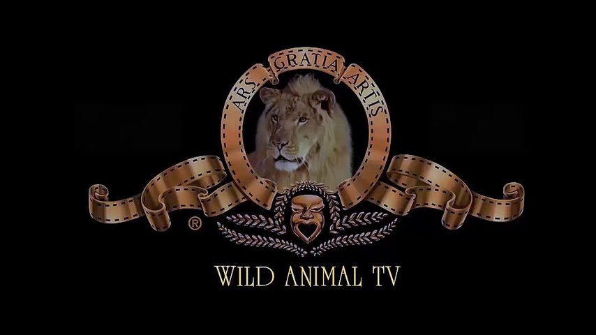 En león que se mató en el acto de Buffalo # Más Sorprendente la Gran  Batalla de los Animales Cocodrilo HD : - Technorati