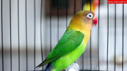 lovebird  ngekek vs anis merah teler poll..mana yang lebih unggul.para jawara di kelasnya. KOMPILASI BURUNG kicau
