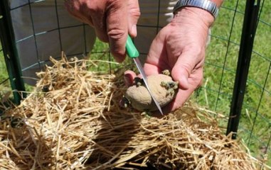 Gajenje krompira u gnijezdu od slame