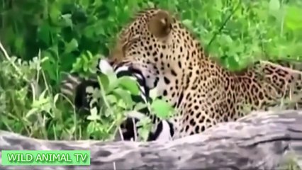 Snake vs Komodo Dragon,Tiger,Lion | Leopard vs Wild Dogs