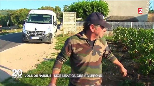 Vols de raisins : les vignerons organisent des tours de garde