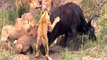 Amazing Predators Fight - Big Battle Animals Real Fight, Lion Attack Buffalo, Gorilla, Bear, Lion H