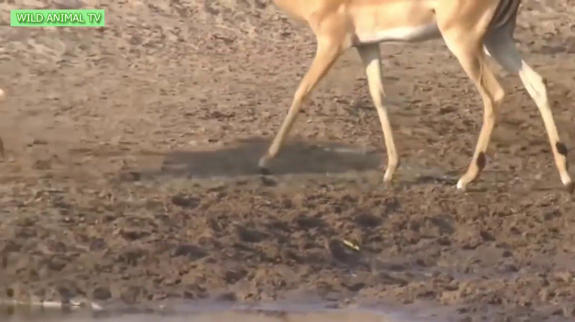 Amazing Animals Attacks In Real Life # Corodile kills Antelope vs 5 Lions attacks Deer - P