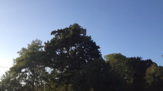 Découverte d'un nid de frelons asiatiques