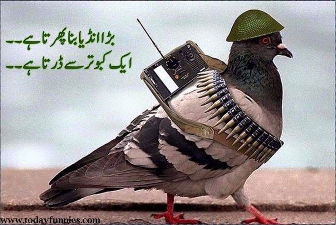 Pakistani 'spy pigeon' arrested in India