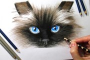 Speed Drawing of a Siamese Cat How to Draw Time Lapse Art Video Colored Pencil Illustration Artwork Draw Realism