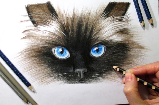 Speed Drawing of a Siamese Cat How to Draw Time Lapse Art Video Colored Pencil Illustration Artwork Draw Realism