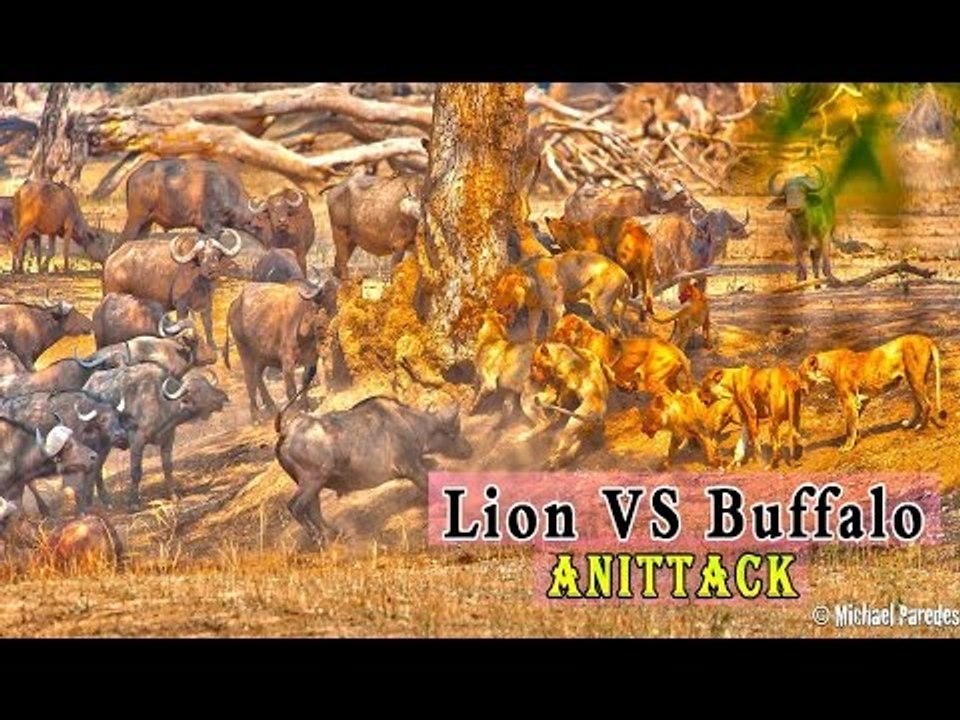 lion vs buffalo new compilation 2016 HD