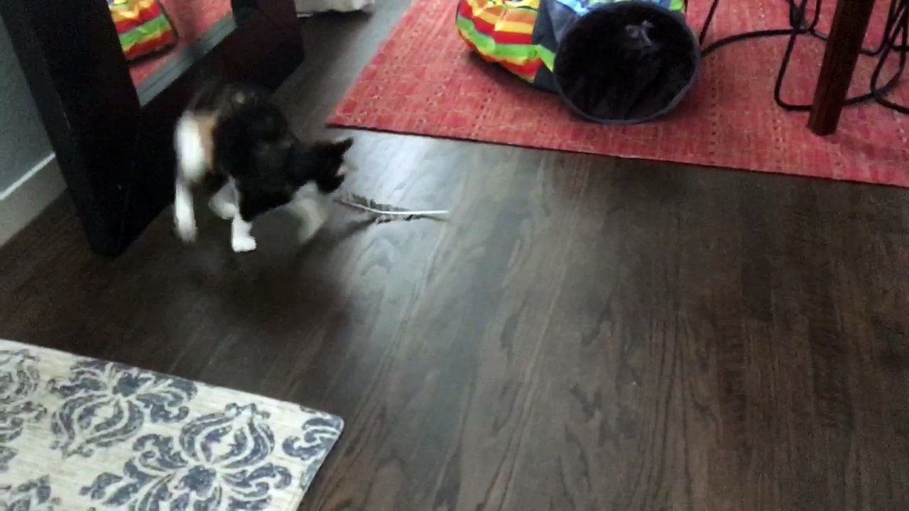 Kitten goes bonkers for turkey feather