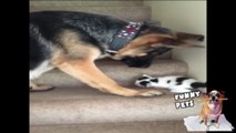Dog helps cute kitten to go upstairs
