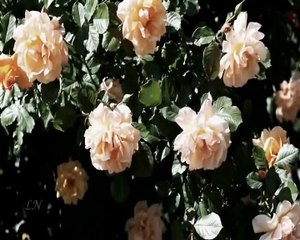 BİR KIZIL GONCAYA BENZER DUDAĞIN