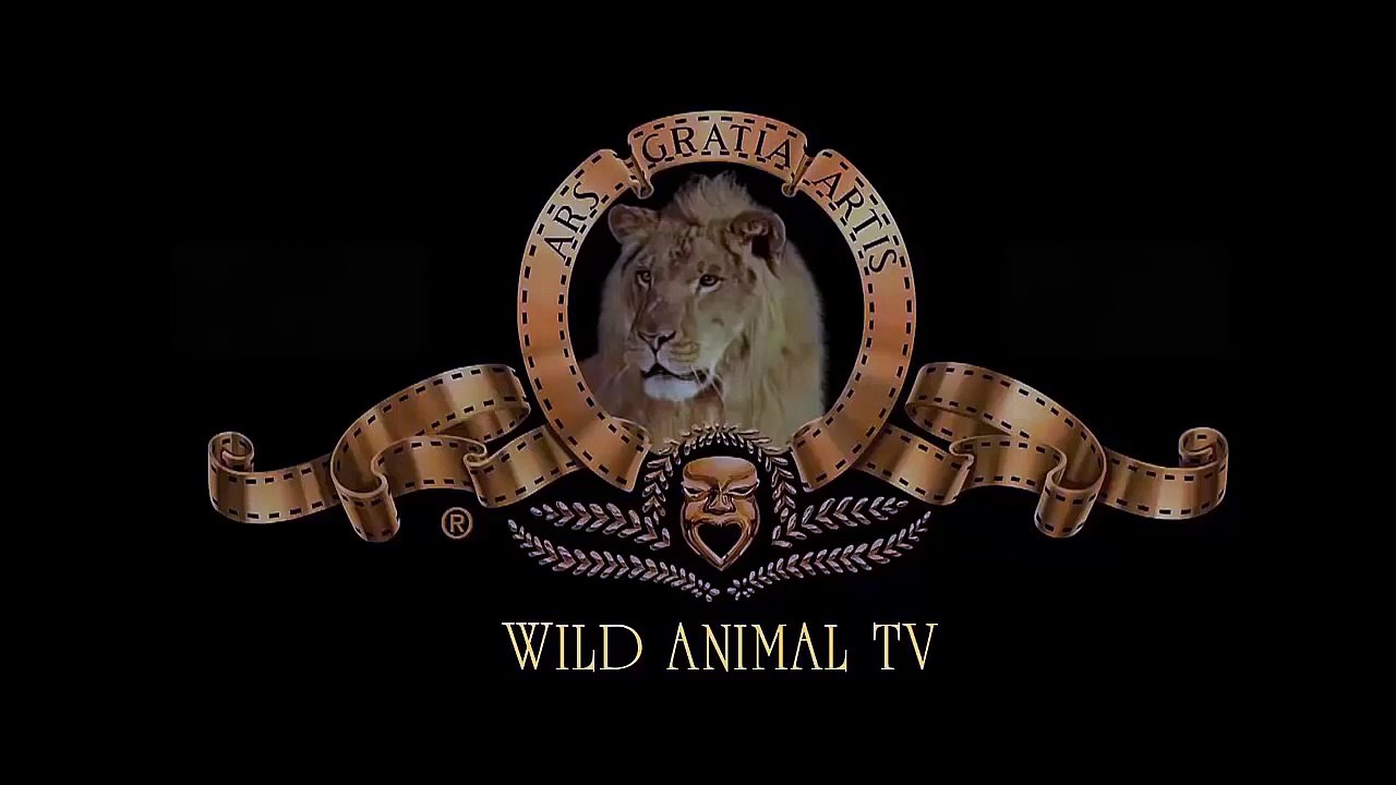 Lion vs Gnu to Death, Cheetah vs Buffalo, Leopard vs Zebra #20 Most Amazing Wild Animal Attacks.