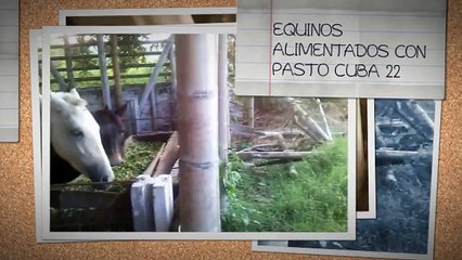 PASTOS DE CORTE AL 3137309087