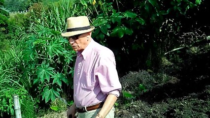 SIEMBRA  PASTOS CUBA (3)