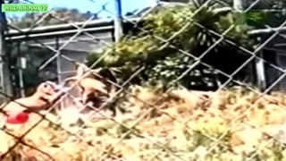 Lion vs Human | Most Amazing Wild Animal Attacks | Who Would Win Wild | Lion Attack Human Latest