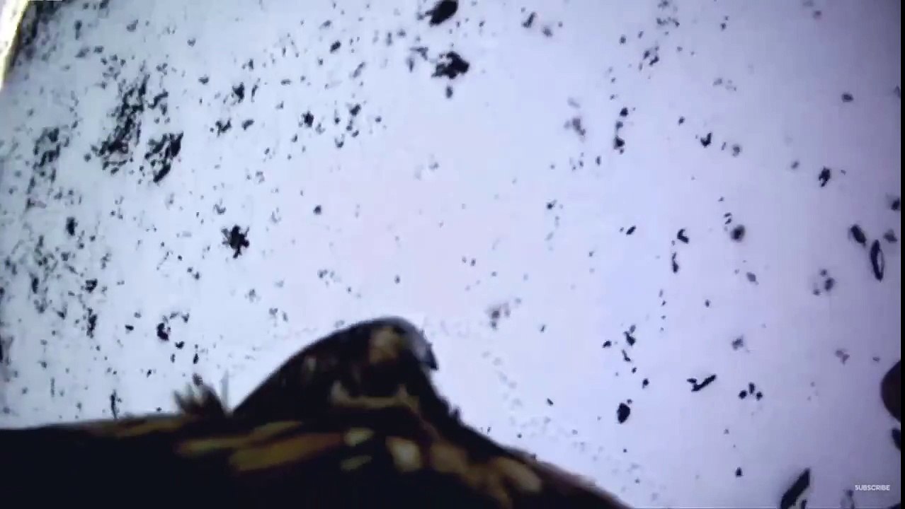 Hunting Golden eagle Vs Fox