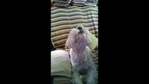 Temujin the Westie SINGS to Maria Callas