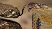 EPIC FIGHT Snake vs Snake, King Cobra Eats Python, Bat vs Python
