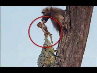 Crocodile vs Baboon | Mom Baboon Save Baby Baboon From Crocodile
