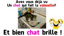 UN CHAT QUI FAIT LA VAISSELLE