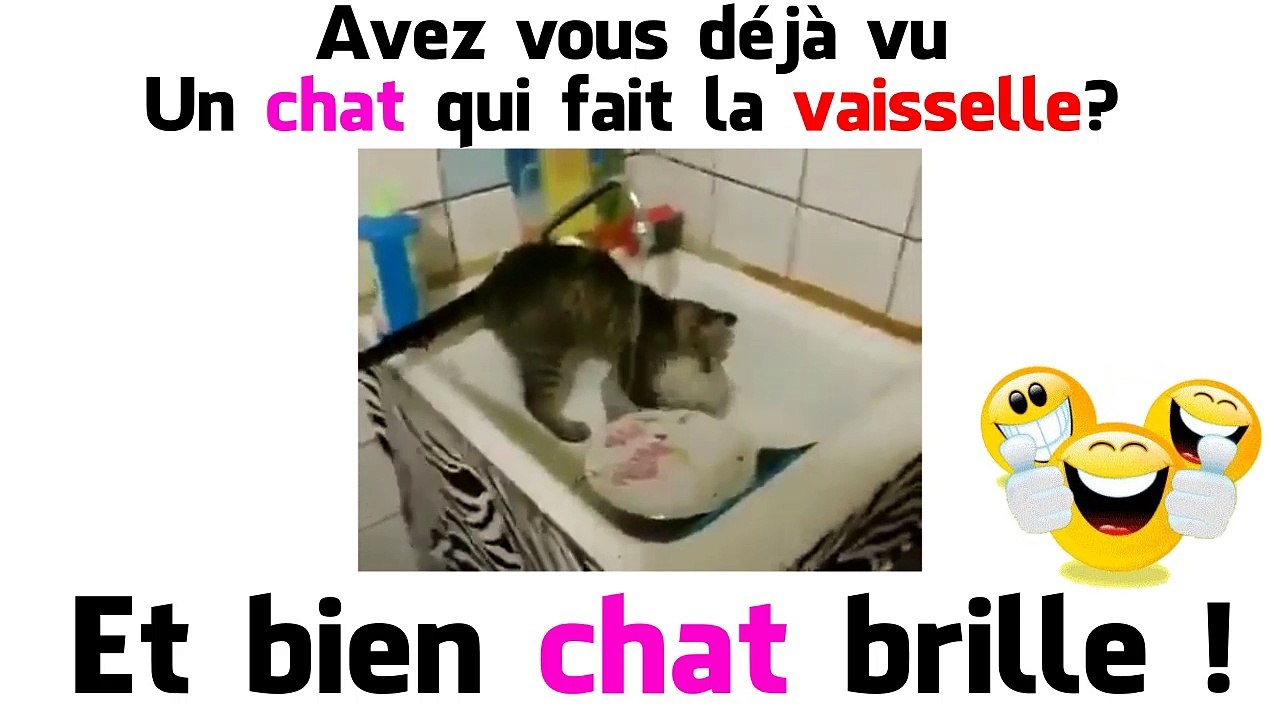 UN CHAT QUI FAIT LA VAISSELLE