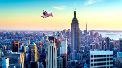 The Giant Pug Who Flew Through the Sky