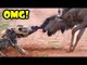 Most Amazing Wild Animal Attacks Top 20 Craziest Eagle Attacks,,Snake, Wolf, DoLion vs Bear