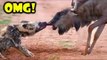 Most Amazing Wild Animal Attacks Top 20 Craziest Eagle Attacks,,Snake, Wolf, DoLion vs Bear