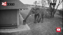 Elephant cleaning up the trash