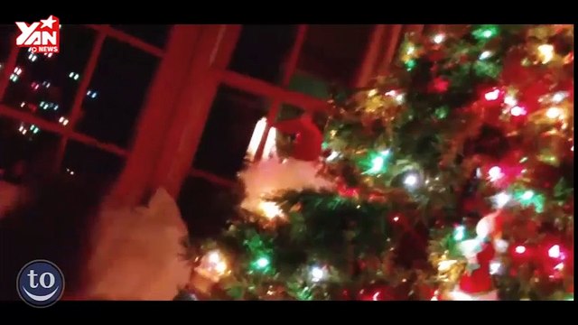 Cats vs. Christmas Trees