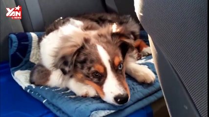 Waking up our puppy to his favorite song "let it go"