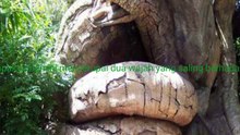 Pohon Paling Unik Di Dunia!!! Seperti Ular Dan Wajah Manusia!!!